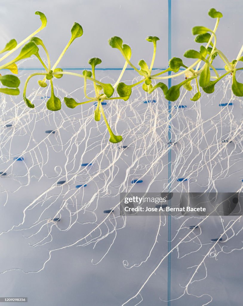 Seeds germinating in a plate of gel MS with antibiotics. Petri dish with Arabidopsis mutant seedlings. Spain