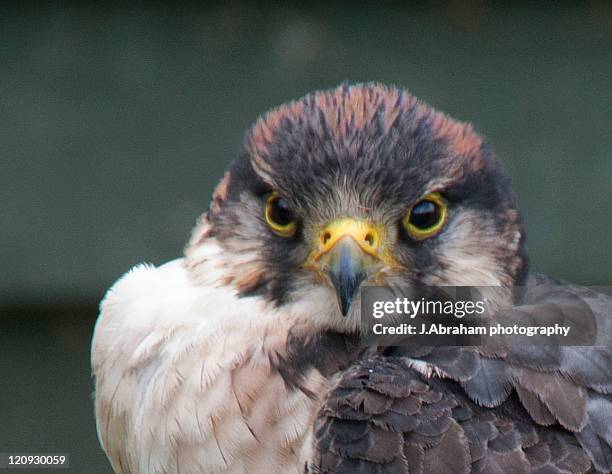 jackal buzzard - jackal buzzard stock pictures, royalty-free photos & images