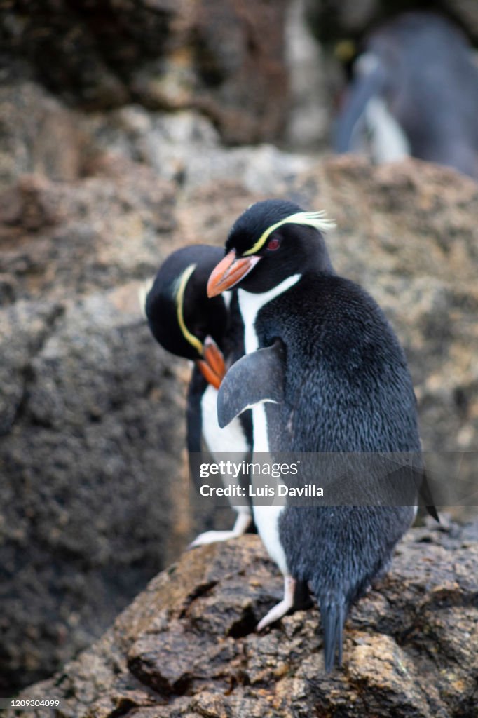 The snares crested penguin. Snares Islands. New Zealand