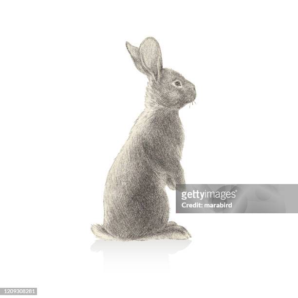 rabbit illustration in stipple effect - rabbit stock illustrations