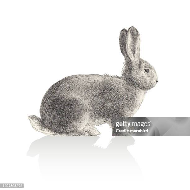 白い背景にウサギのイラスト - white rabbit点のイラスト素材／クリップアート素材／マンガ素材／アイコン素材