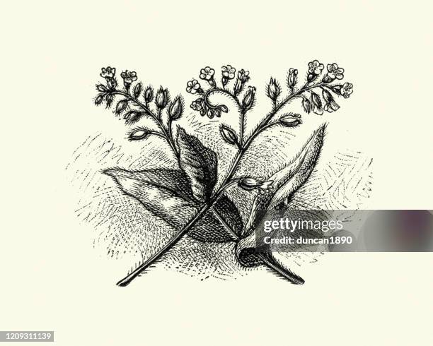 myosotis arvensis, field scorpion grass, engraving - myosotis arvensis stock illustrations