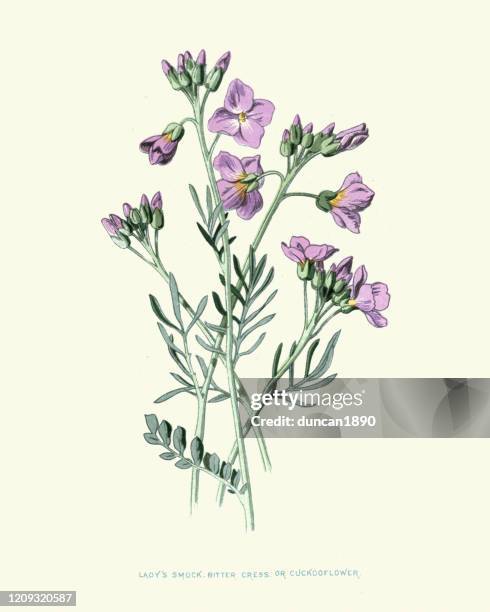 cardamine pratensis, cuckooflower, lady's smock, botanical flower print - antique botany stock illustrations