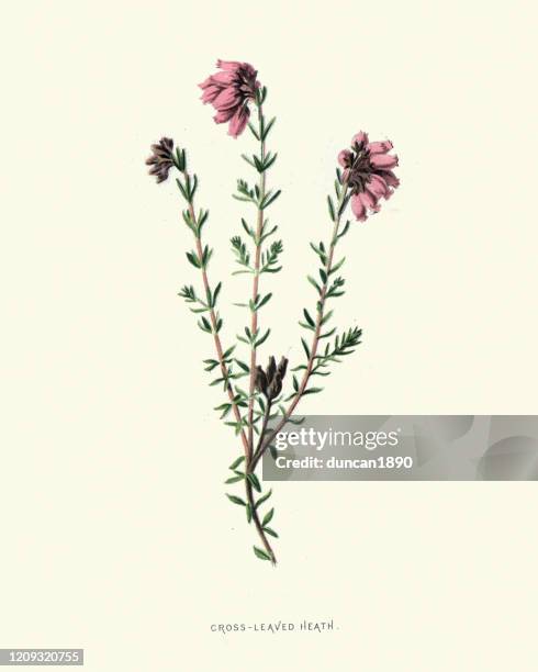 stockillustraties, clipart, cartoons en iconen met erica tetralix, cross-leaved heide, botanische bloemenprint - heather