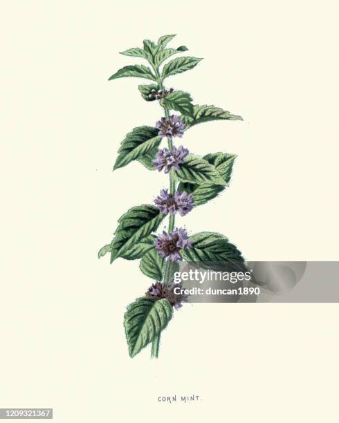 illustrations, cliparts, dessins animés et icônes de mentha arvensis, menthe de maïs, menthe de champ, imprimé de fleur botanique - menthe