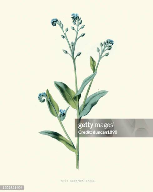 myosotis arvensis, field scorpion grass, botanical flower print - myosotis arvensis stock illustrations