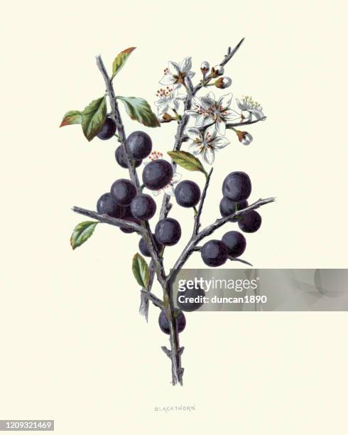prunus spinosa, blackthorn or sloe, botanical flower print - berry stock illustrations