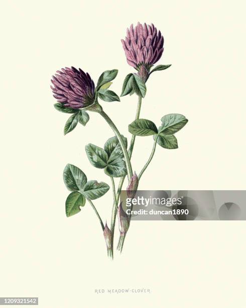 trifolium pratense, rotklee, botanische blumendruck - botany stock-grafiken, -clipart, -cartoons und -symbole