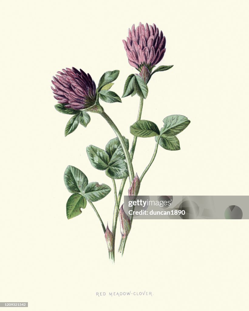 Trifolium pratense, rödklöver, botaniskt blomtryck