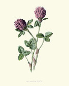Trifolium pratense, red clover, botanical flower print