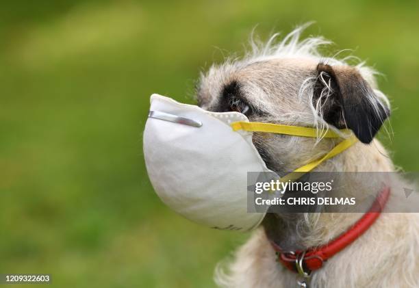 An illustration photo shows Ziggie the dog wearing a mask put on her face by her owner in Los Angeles, on April 5, 2020. - After a tiger in the Bronx...