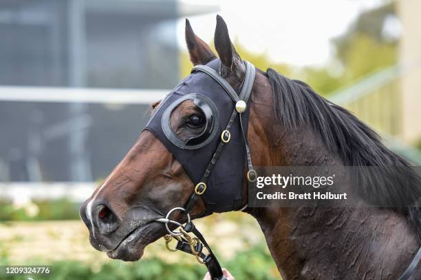 Well Sprung after winning the Hygain BM78 Handicap at Bendigo Racecourse on April 07, 2020 in Bendigo, Australia.