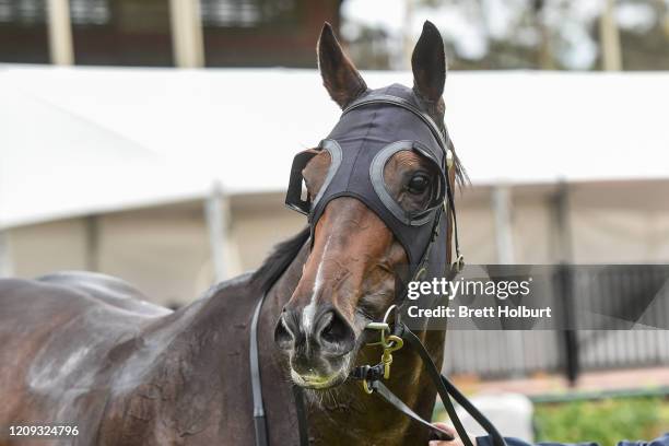 Well Sprung after winning the Hygain BM78 Handicap at Bendigo Racecourse on April 07, 2020 in Bendigo, Australia.