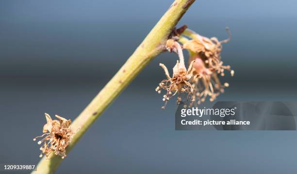 April 2020, Baden-Wuerttemberg, Buchholz: Frozen apple blossoms hang from a tree. In the last two weeks there have been night frosts in South Baden....