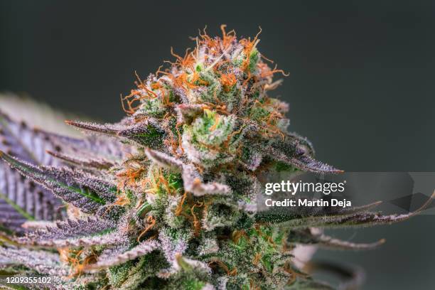 cannabis plant flower hdr - marijuana plant stock-fotos und bilder