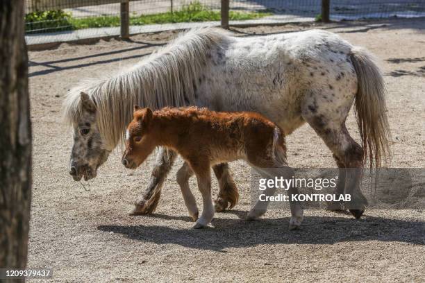 Two ponies of the Naples zoo. The Naples zoo, which is now closed according to the provisions contained in the security decrees for the fight against...