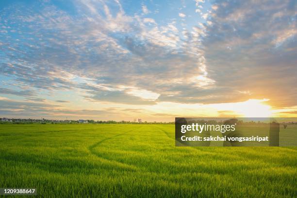 scenic view sun shining over the farm against sky during sunset - sunny field stock pictures, royalty-free photos & images