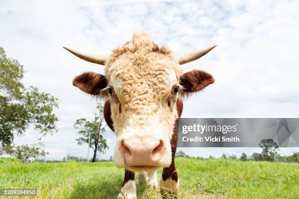 close up face of a hereford beef bull with horns - domestic cattle imagens e fotografias de stock