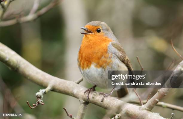 a stunning robin (erithacus rubecula) perched on a branch of a hawthorn tree singing. - robin fotografías e imágenes de stock