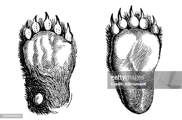 old engraved illustration of paw print of brown bear - carnivorous animal. antique illustration, popular encyclopedia published 1894. copyright has expired on this artwork - bear paw print stockfoto's en -beelden