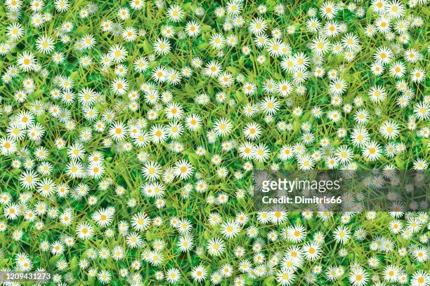ilustrações de stock, clip art, desenhos animados e ícones de meadow of chamomiles and grass. seamless background - daisy