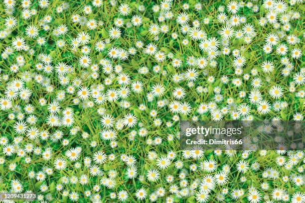 meadow of chamomiles and grass. seamless background - spring floral pattern stock illustrations