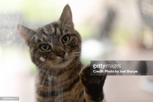 tabby cat pawing at glass - cat window stock pictures, royalty-free photos & images