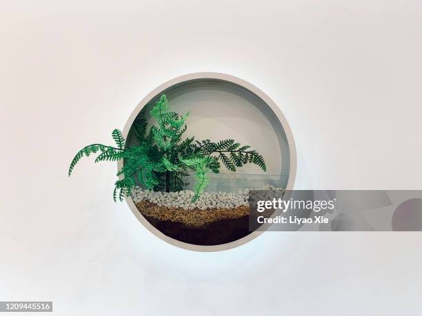 bonsai on the wall - heritage round one stock pictures, royalty-free photos & images