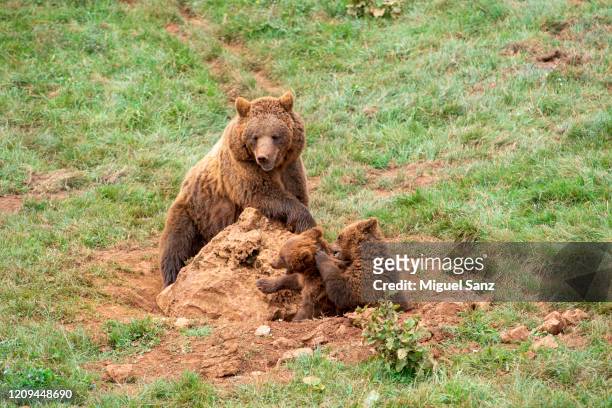 brown bear female playing with her two cubs - cantabria stock-fotos und bilder