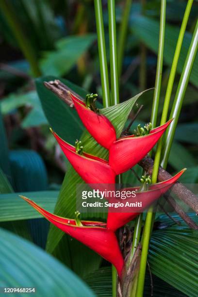 heliconia stricta - heliconia stricta stock pictures, royalty-free photos & images