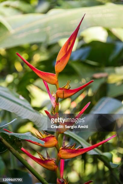 lobster-claw heliconia - heliconia stricta stock pictures, royalty-free photos & images