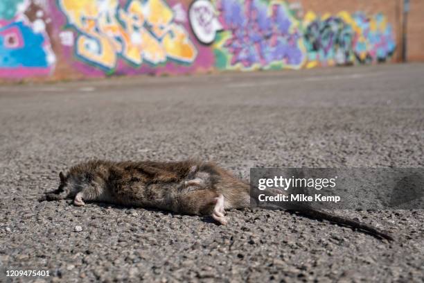 Random Dead Rats 789 Dead Rat Stock Photos, High-Res Pictures, and Images - Getty Images