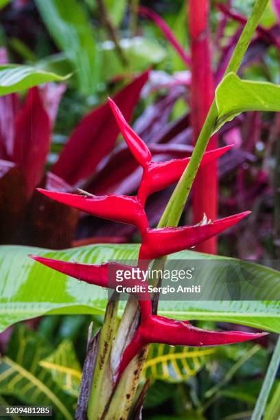 heliconia stricta flower - heliconia stricta stock pictures, royalty-free photos & images