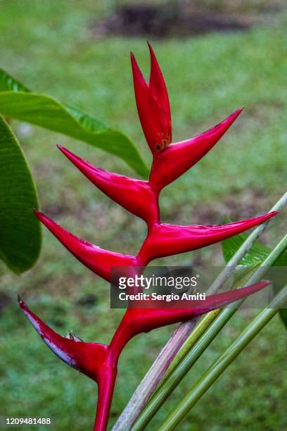 heliconia stricta flower - heliconia stricta stock pictures, royalty-free photos & images