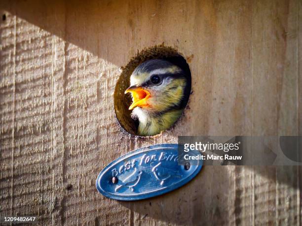 young blue tit looking out from a nest box - vogelhäuschen stock-fotos und bilder