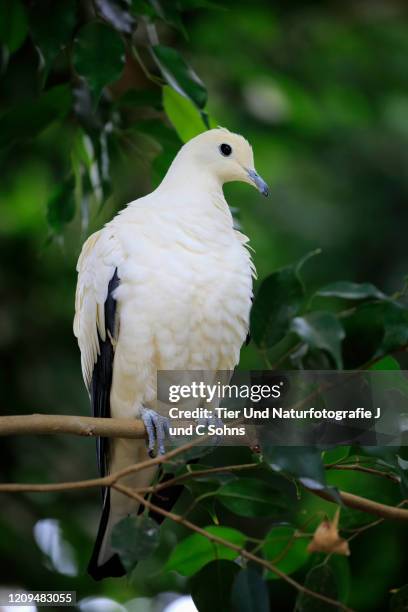 torres strait imperial-pigeon, (ducula bicolor), adult on tree, australia - pigeon ducula stock pictures, royalty-free photos & images