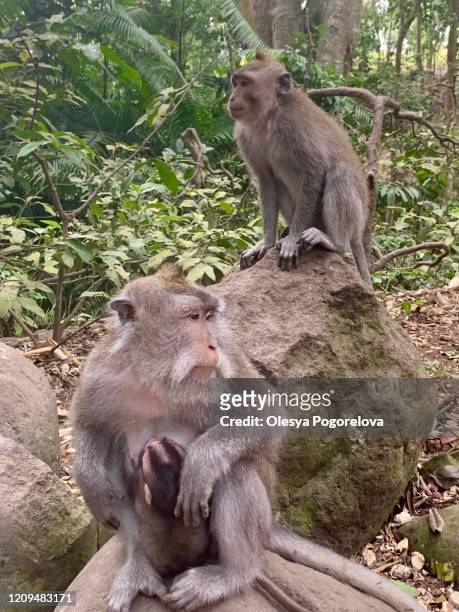 monkeys in bali - ubud monkey forest stock pictures, royalty-free photos & images