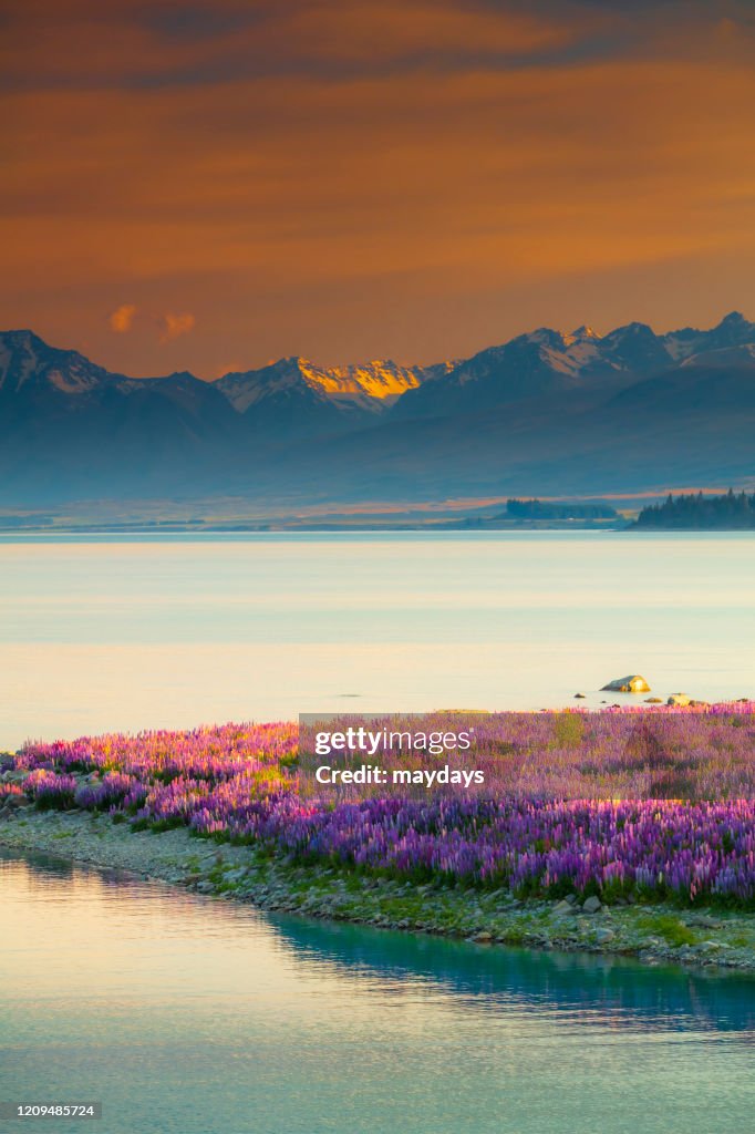 Tekapo lake, New Zealand