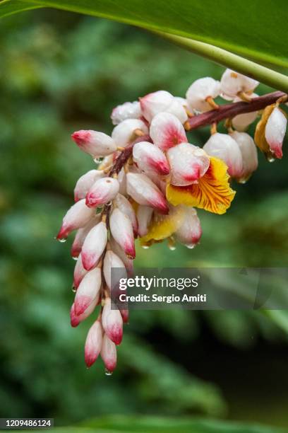 shell ginger flower - alpinia zerumbet stock pictures, royalty-free photos & images