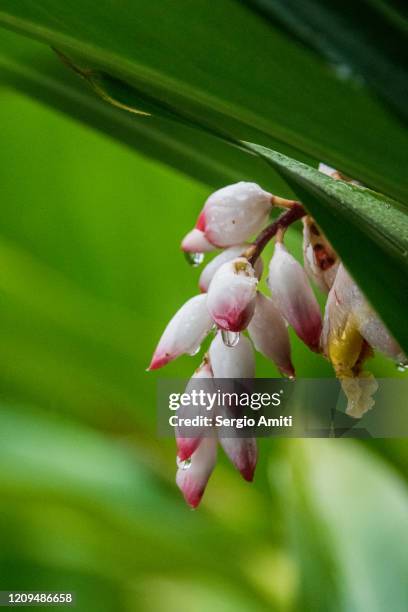 shell ginger flower - alpinia zerumbet stock pictures, royalty-free photos & images