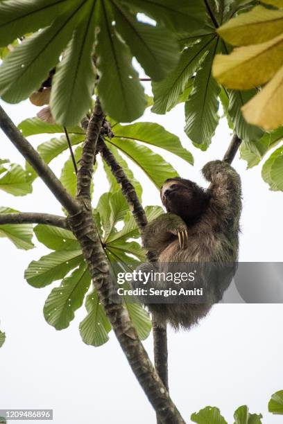 three-toed sloth on tree - la fortuna stock pictures, royalty-free photos & images