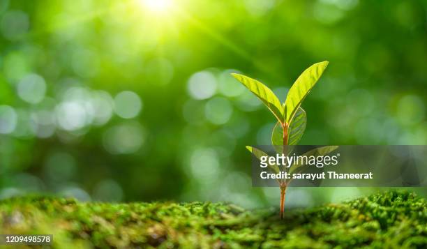 planting seedlings young plant in the morning light on nature background - miniture tree stock pictures, royalty-free photos & images
