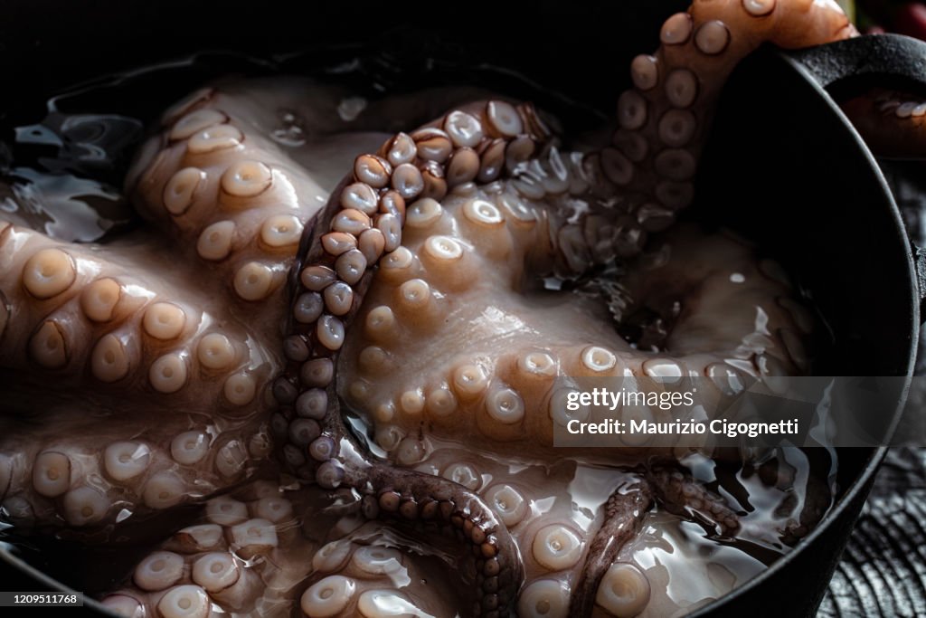 Octopus