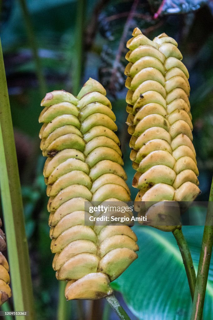 Rattlesnake Calathea (Calathea crotalifera)