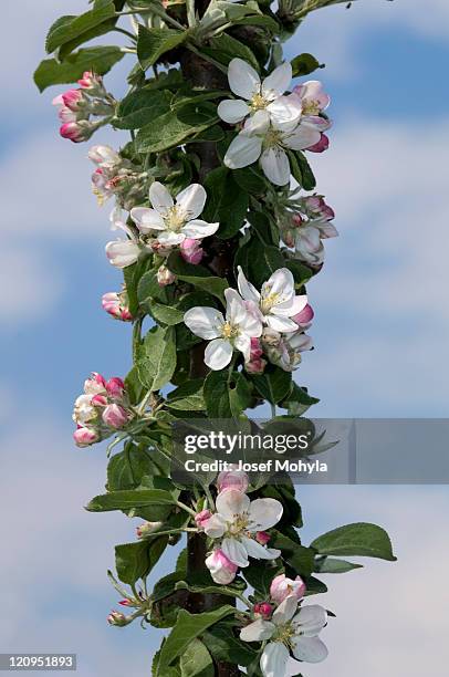 apple tree flowering - columnar apple tree stock pictures, royalty-free photos & images