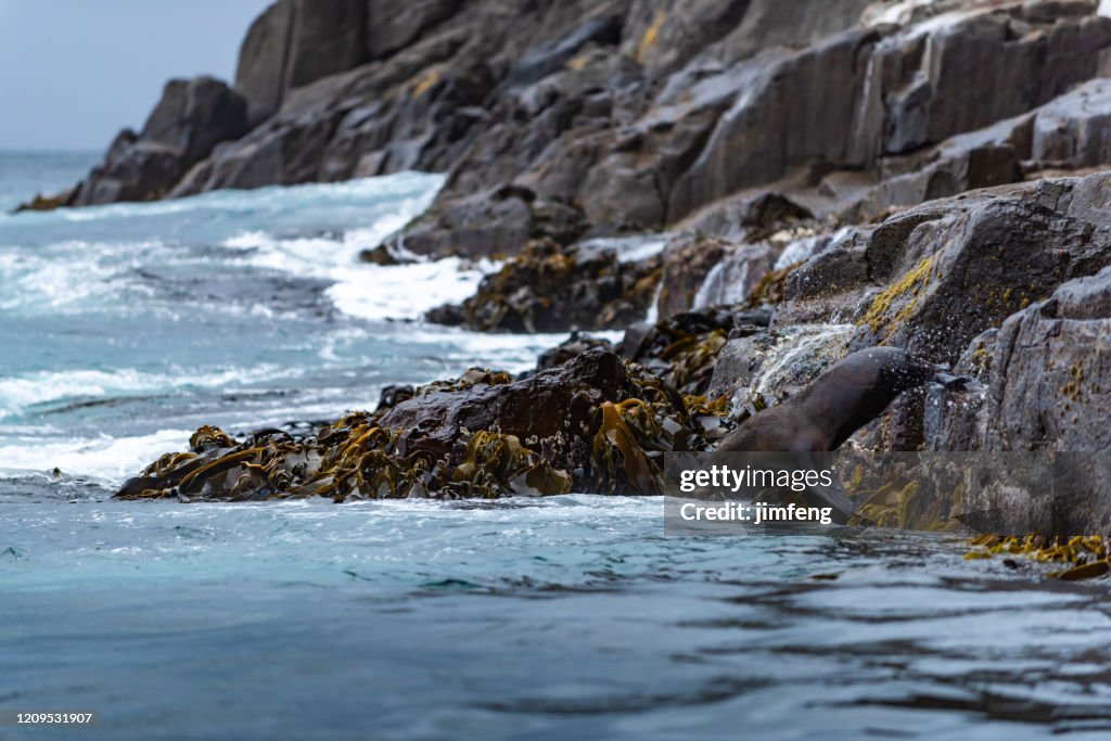 Seal jumps into the sea, Eaglehawk Neck coastal cliff view on Tasman National Park conservation area, Port Arthur, Tasmania