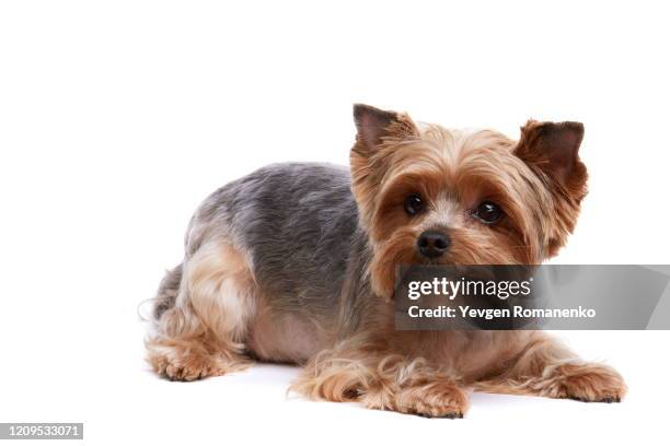 yorkshire terrier dog laying on white background - yorkshire terrier playing stock pictures, royalty-free photos & images