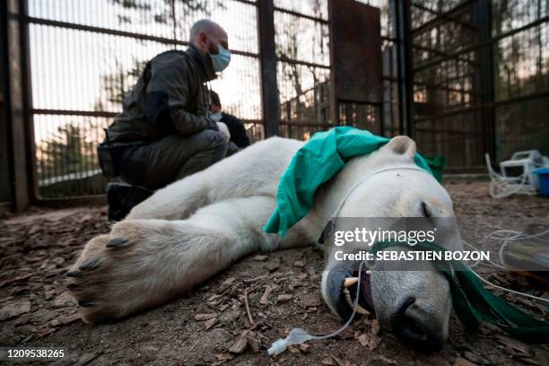 Vetenarians from the Mulhouse Zoological Park in eastern France, examin and prepare a young sedated polar bear called Nanuq, before being transfered...