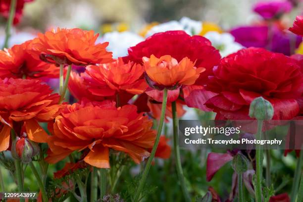 Multi Colored Ranuclus Ranuculus Red Photos and Premium High Res Pictures - Getty Images