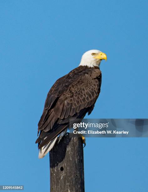 american bald eagle - perch stockfoto's en -beelden